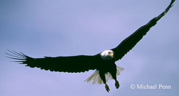 Swooping Eagle