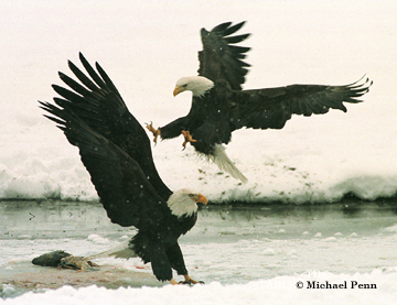 Bald Eagle Fight