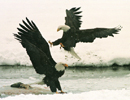Fighting Eagles